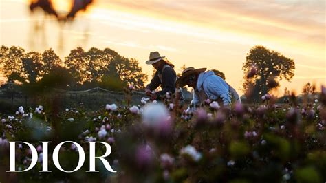 Welcome to the new Jardin de la Rose Dior 